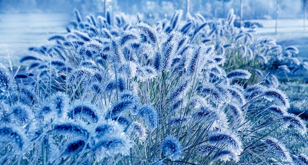 Ice covered plant. Rain and frost, accumulation of ice on plants and trees. Dangerous weather conditions. Wonderful winter background. Macro.