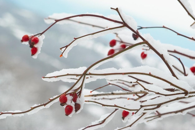 Ice covered red hips in winter forest