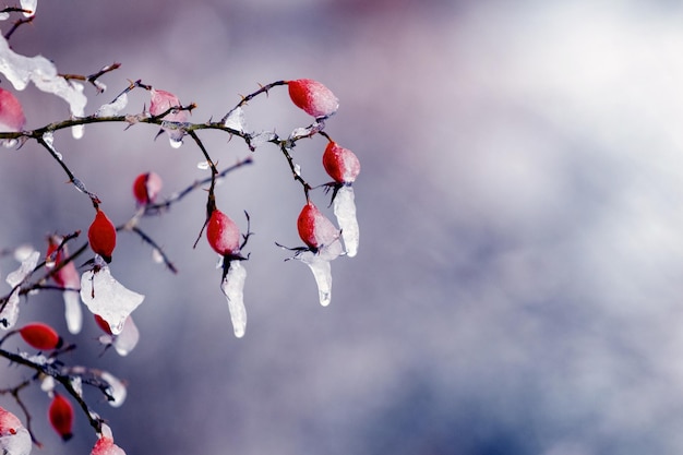 Ice covered red rosehip berries in cold winter weather on blurred background