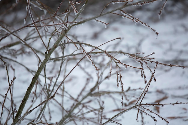 Photo ice covering a fallen tree in the ice and snow