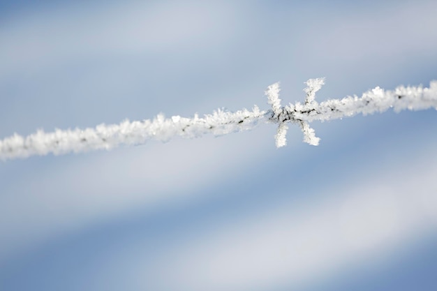 Ice Crystals On Barbed Wire