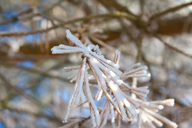 Ice crystals formed on branches and freeze in all directions A richly textured