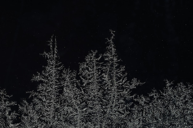 밤에 숲과 같은 얼음 결정