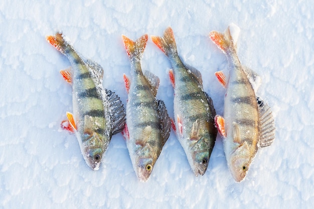 Pesce persico pesca sul ghiaccio sulla neve pesce persico pesca invernale sul ghiaccio in inverno sul fiume lago mare