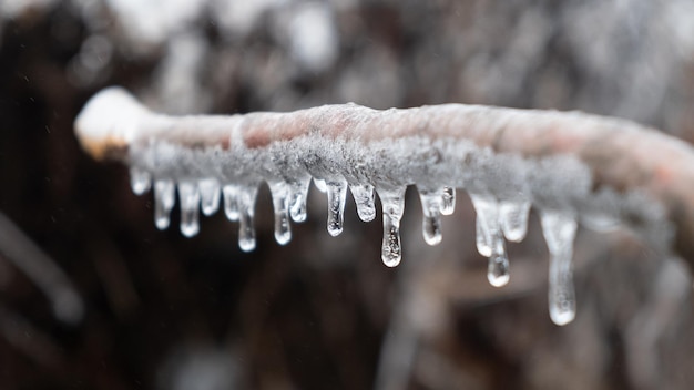 Ice icicles hang from a branch in cold weather frosts.