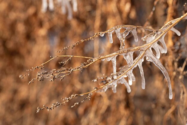 Photo ice icicles on last years dry plant icicles hang from an old flower