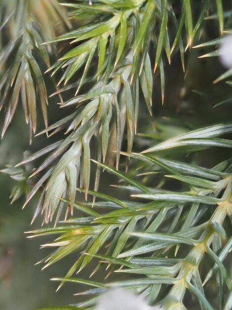 Photo ice on juniper branches