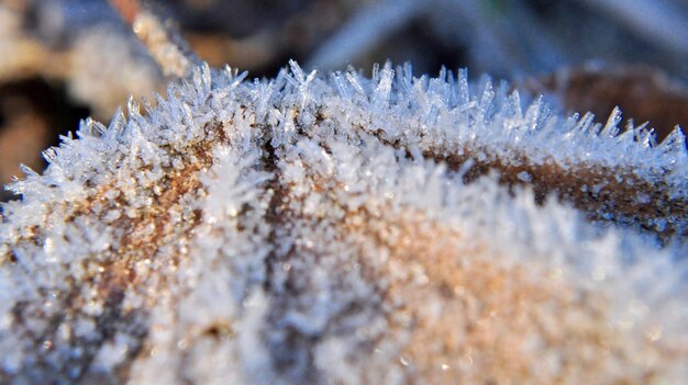 Photo ice on a leaf