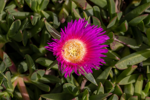 얼음 식물 Carpobrotus chilensis를 배경으로