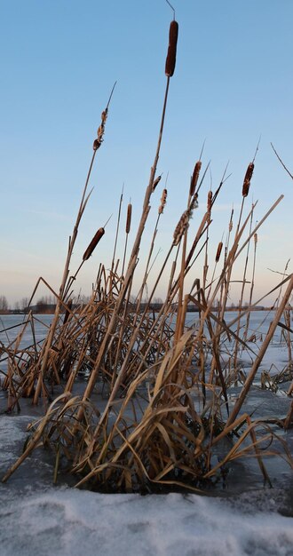 ice on the river during severe frosts