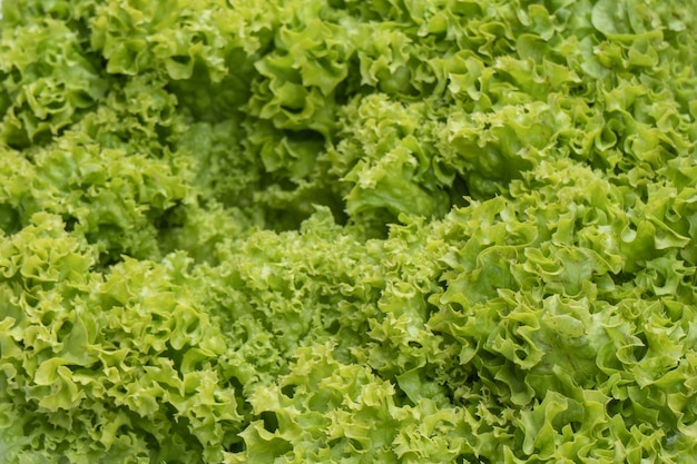 Iceberg lettuce isolated on white background