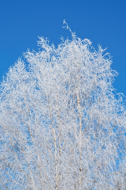 雪に覆われた凍った白樺の木 氷の結晶に覆われた凍った枝