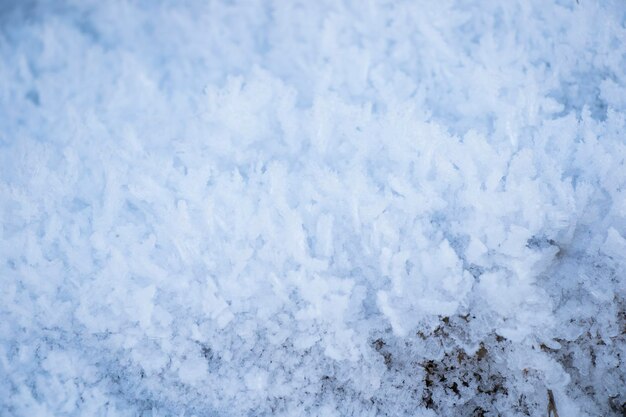 草の上の氷結した露と土地の葉、朝の寒さと雪