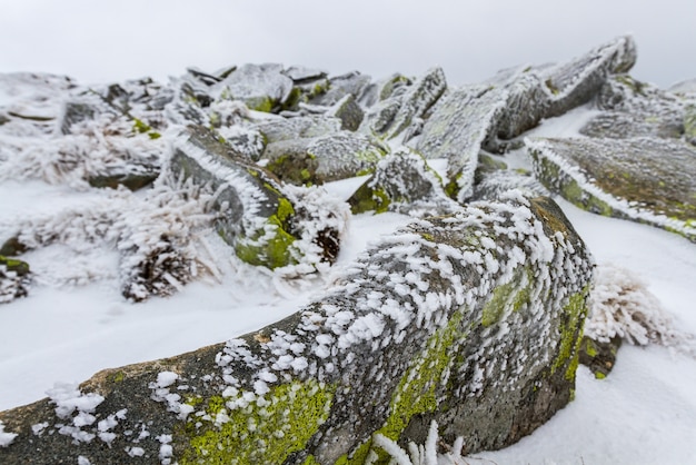 Iced moss-covered rocks under a thin layer of snow and ice