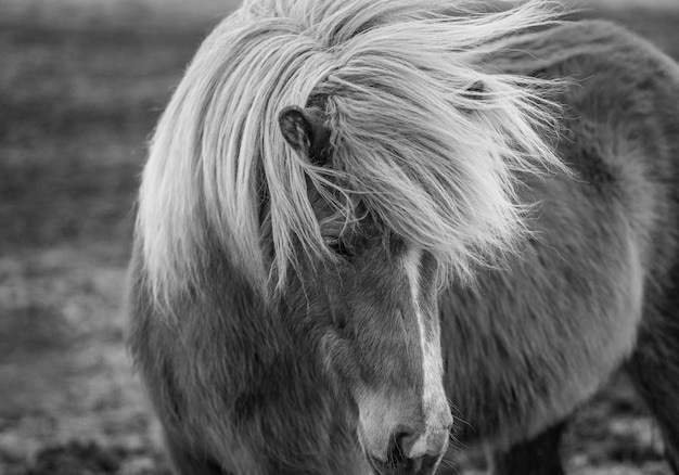 Photo iceland horse