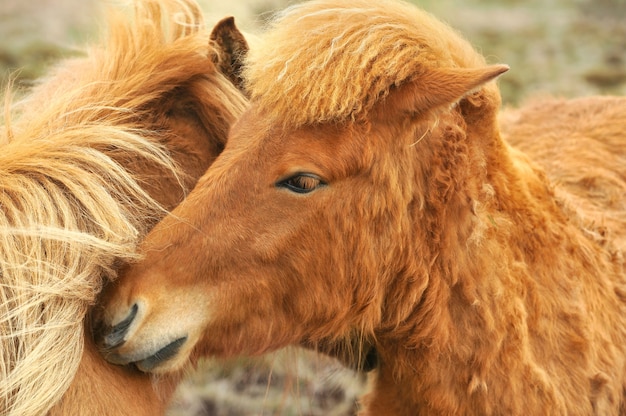 アイスランドの馬のポニー