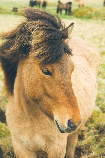 アイスランドの馬のポニー