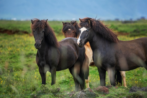 Foto paesaggio islandese di bellissimo stallone