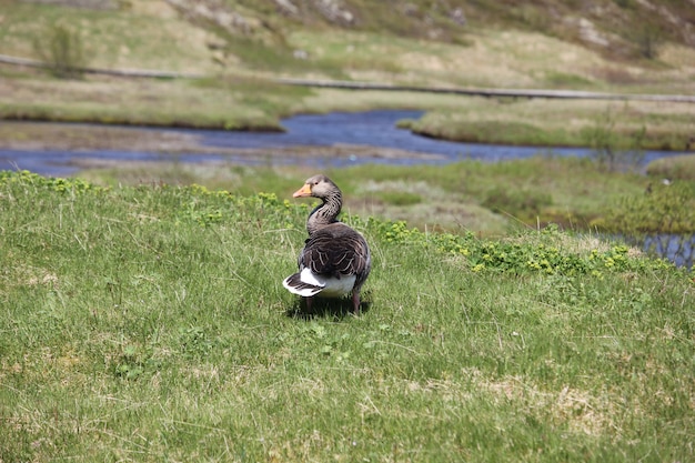 Icelandic ansar on the grass