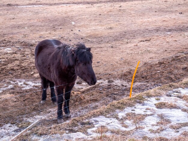 Исландская черная лошадь на ферме в Исландии в зимний сезон
