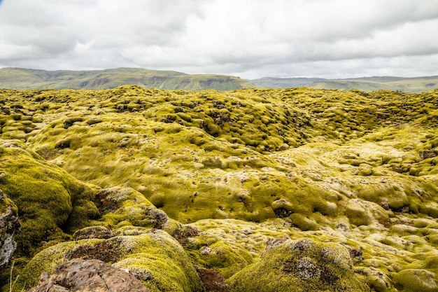 Icelandic fields of lava covered with moss panorama South Iceland