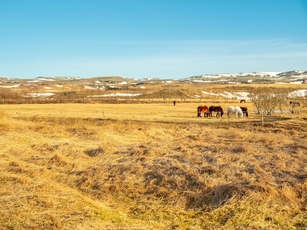 아이슬란드의 겨울 시즌에 노란색 들판에서 아이슬란드의 유명한 농업 동물