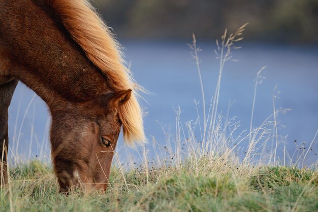 Icelandic horse head feeding with grass profile view