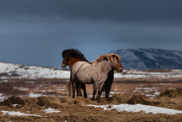 アイスランドの馬は、北欧の入植者がアイスランドに連れて行ったポニーから開発された馬の品種です。