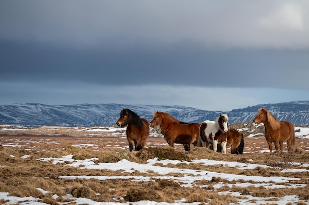 Icelandic horse is a breed of horse developed from ponies taken to Iceland by Norse settlers