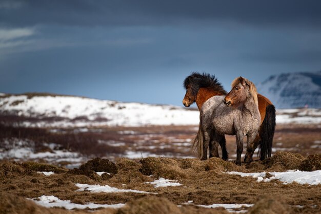 Icelandic horse is a breed of horse developed from ponies taken to Iceland by Norse settlers