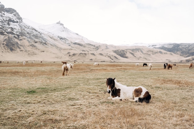 The Icelandic horse is a breed of horse grown in iceland the horse lay down to rest on the grass