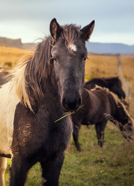 Исландская лошадь в природе.