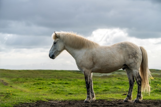 Icelandic horse in scenic nature of Iceland.