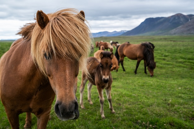 Icelandic horse in scenic nature of Iceland.