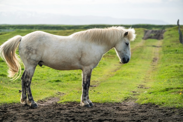 Icelandic horse in scenic nature of iceland.