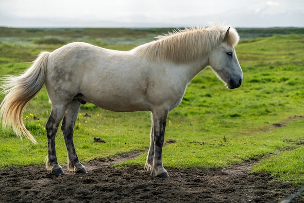 Icelandic horse in scenic nature of Iceland.