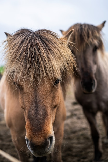 Icelandic horse in scenic nature of Iceland.