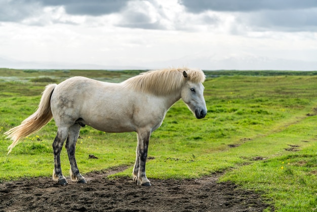 Icelandic horse in scenic nature of Iceland.