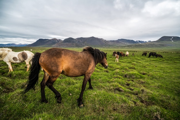 Icelandic horse in scenic nature of Iceland  