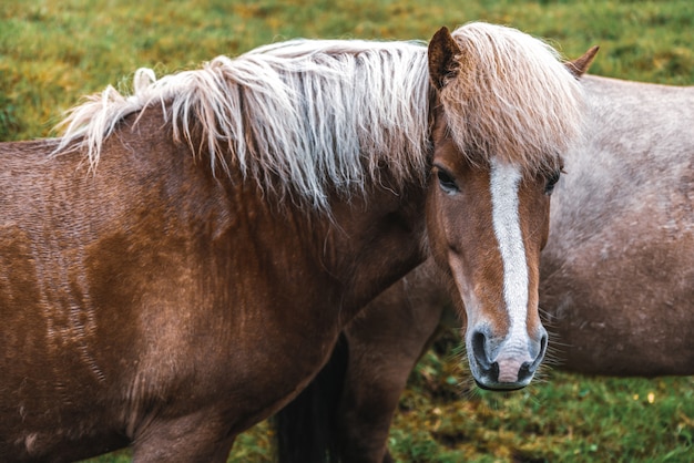アイスランドの風光明媚な自然の中でアイスランドの馬。