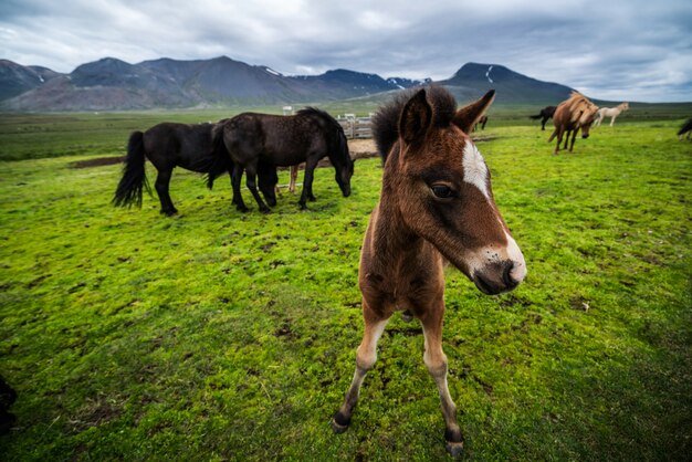 Icelandic horse in scenic nature