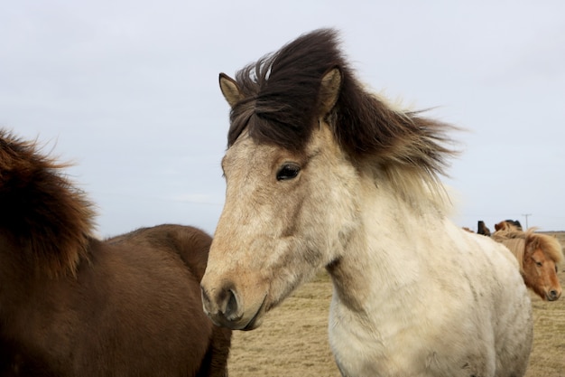 アイスランドの野生の自然の中でアイスランドの馬