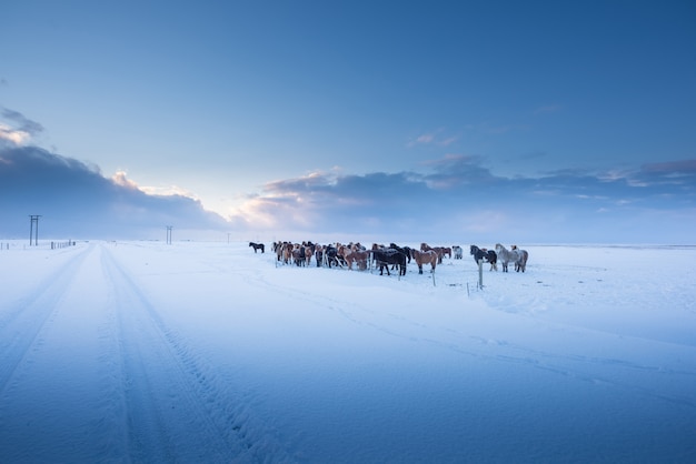 아이슬란드 말과 겨울의 아름다운 풍경