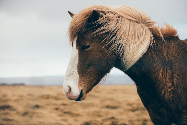 無料で実行されているアイスランドの馬