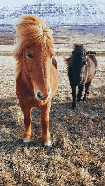 Исландские лошади, стоящие в поле.