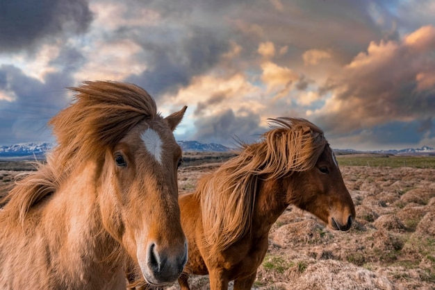 Icelandic horses standing on grassy field against cloudy sky during sunset