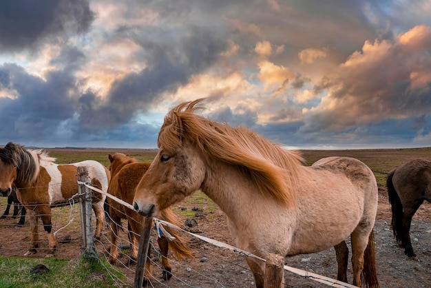 Icelandic horses standing near fence on field against cloudy sky during sunset