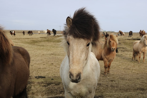 野生の自然の中のアイスランドの馬