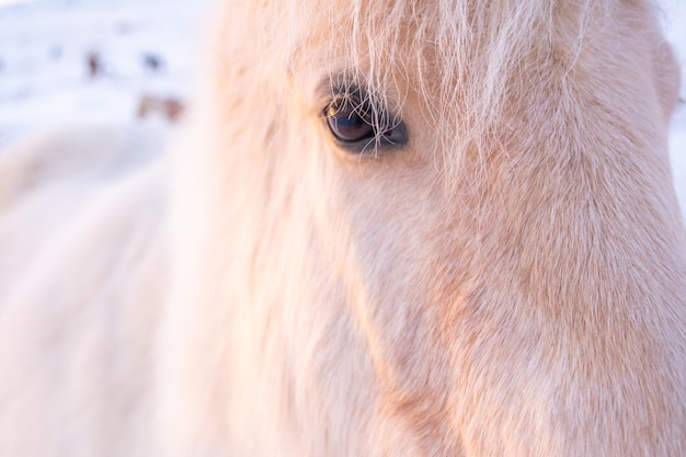 Icelandic Horses In Winter, Rural Animals in Snow Covered Meadow. Pure Nature in Iceland.