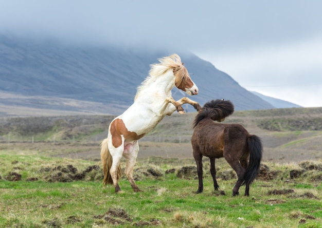 写真 アイスランドの馬